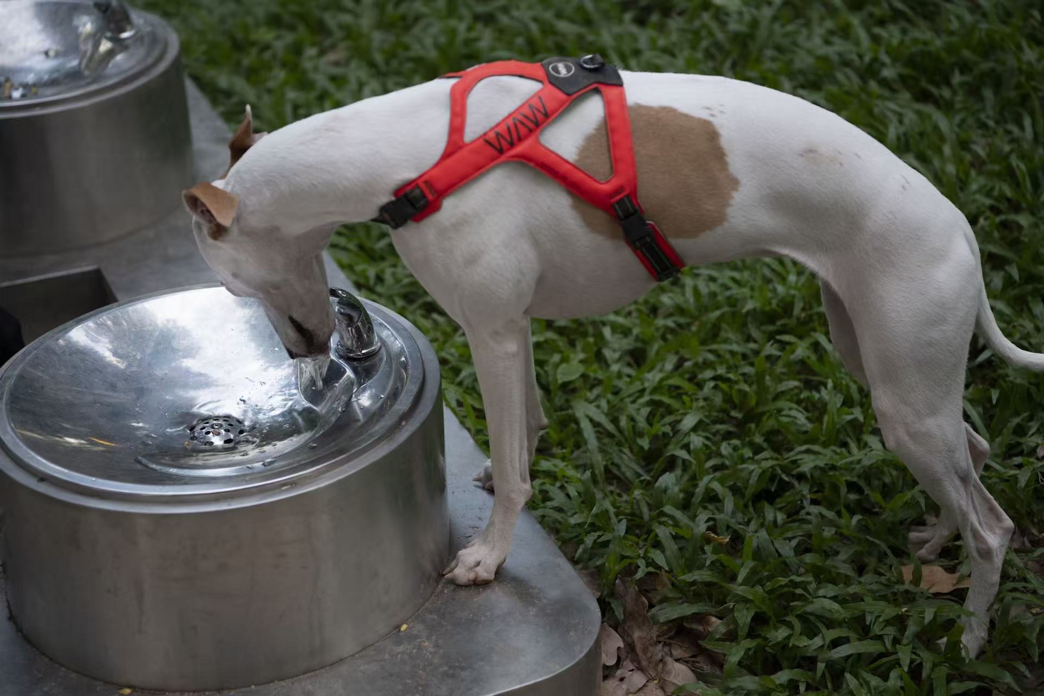 深圳市罗湖泥岗东路宠物友好口袋公园丨中国深圳丨深圳市未名设计顾问有限公司罗湖分公司（WMLA）-68