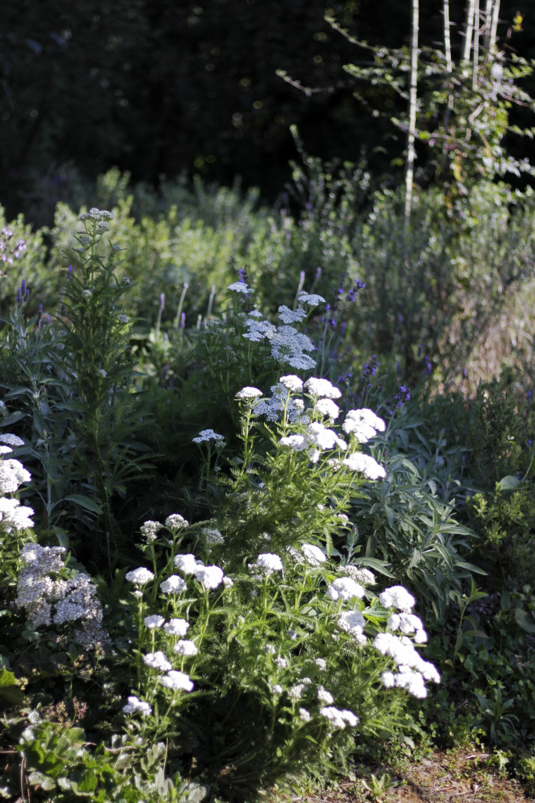 墨西哥森林花园-22