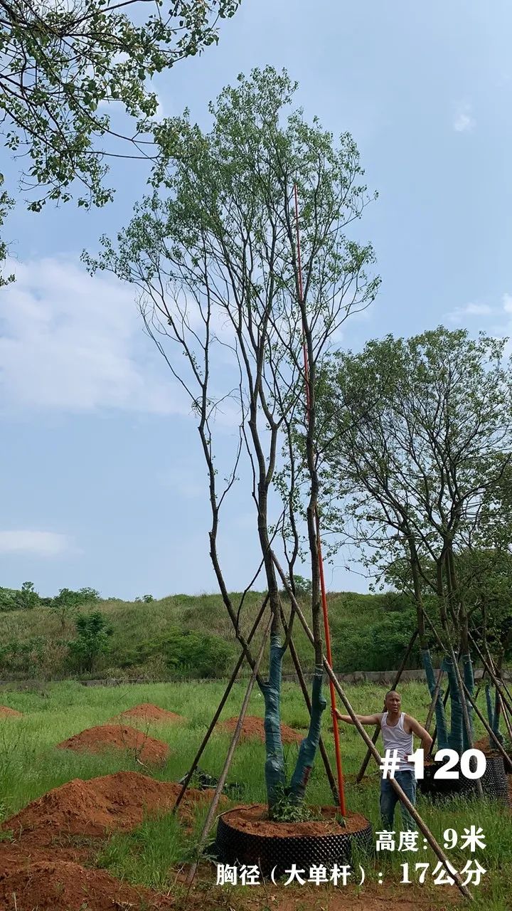 湖南衡阳 148 棵精品乌桕景观设计丨中国衡阳丨看见景观-138