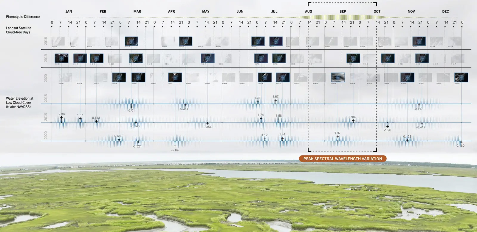 关乎时间:滨海盐沼的适应性管理丨美国新泽西-17