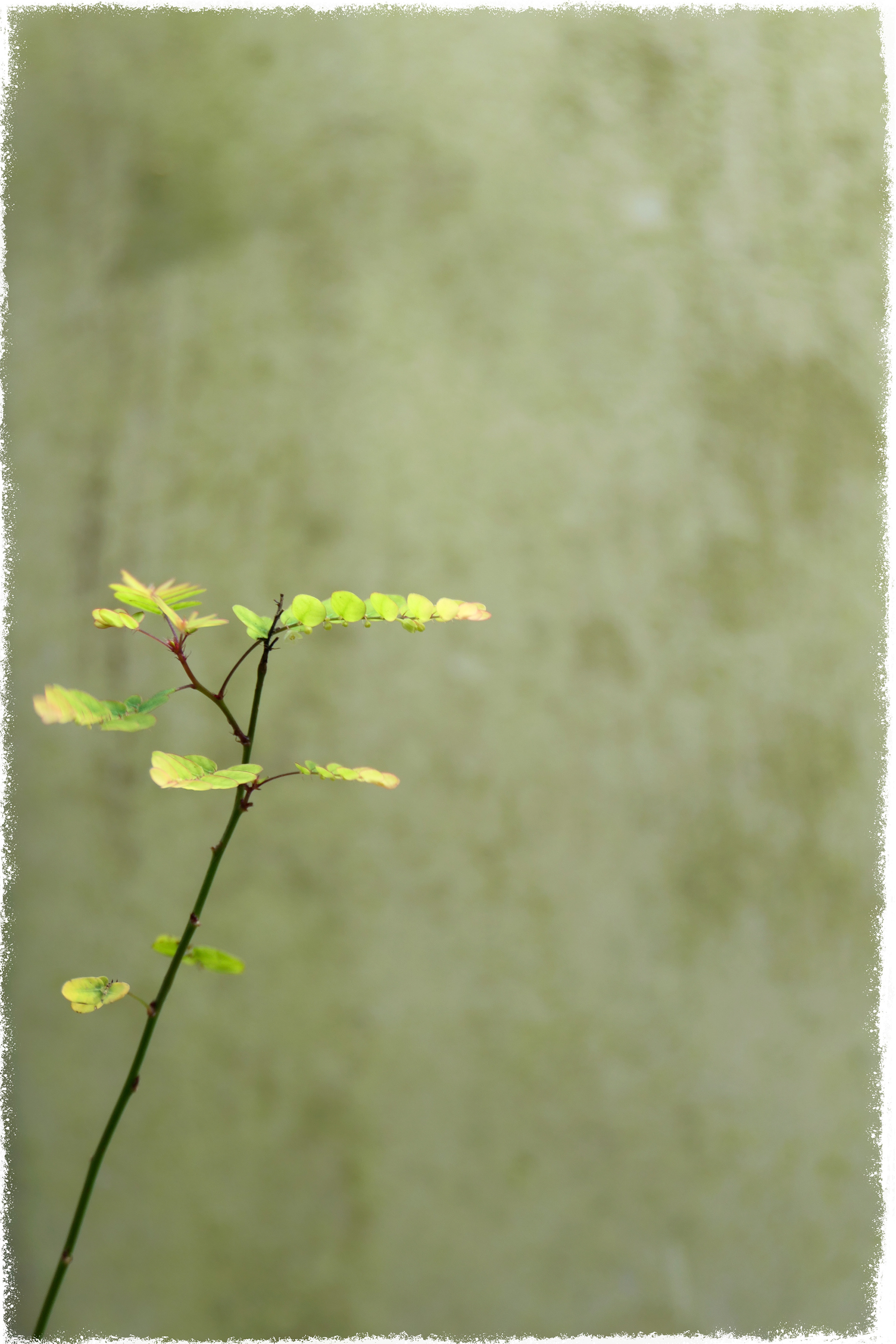 Old Greenhouse-13