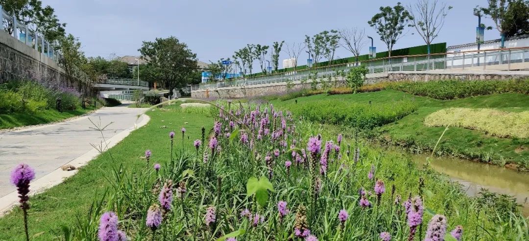 浦口区永宁街道玉兰河环境整治工程丨中国南京丨北京正和恒基滨水生态环境治理股份有限公司,扬州市勘测设计研究院有限公司-81