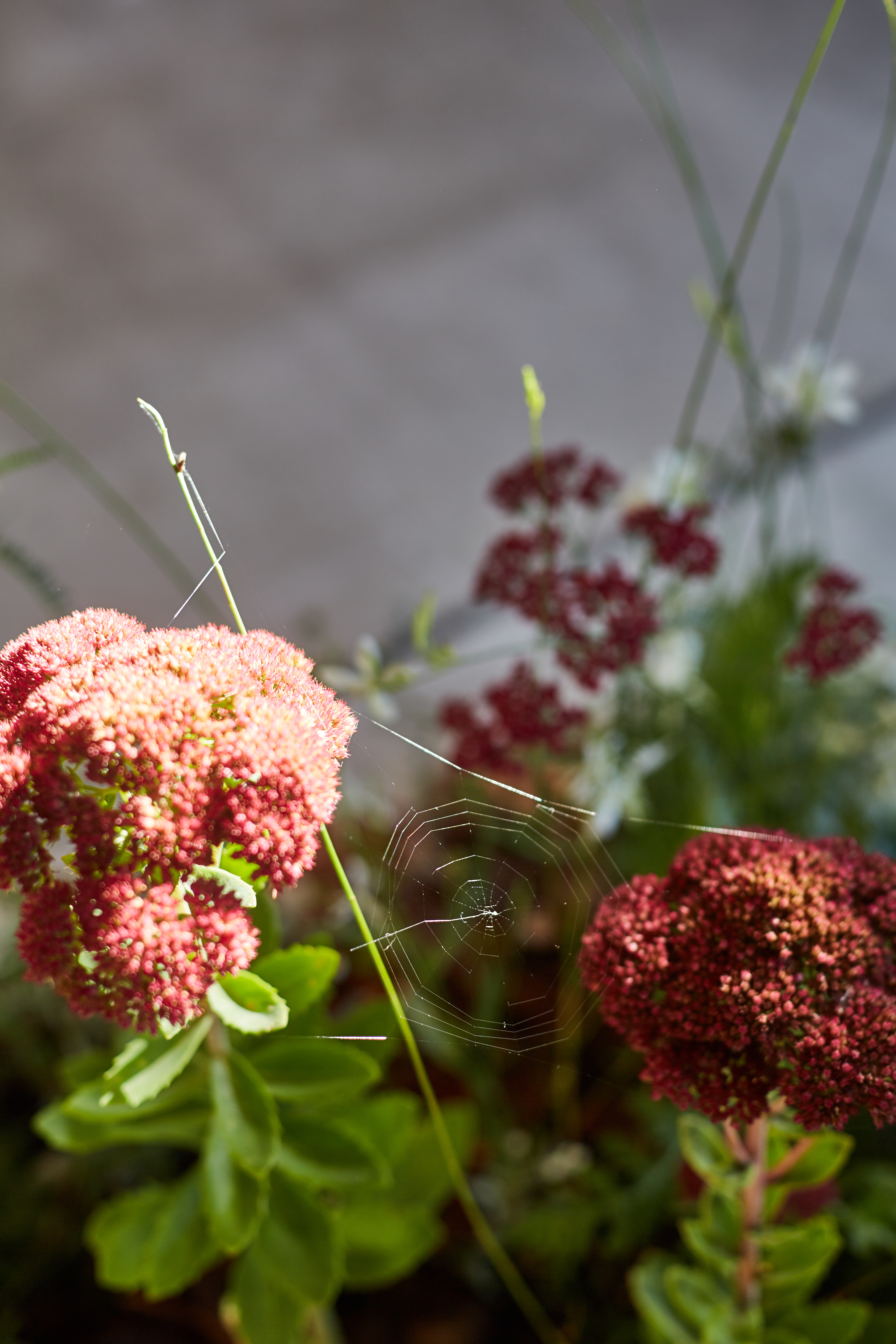 丨新西兰奥克兰丨Xanthe White Design-21