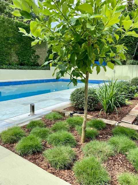 悉尼北岸景观设计丨澳大利亚悉尼丨Vogue & Vine-9