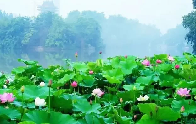 肥东县长临河公园景观提升设计丨中国安徽丨黑森林设计股份公司-36