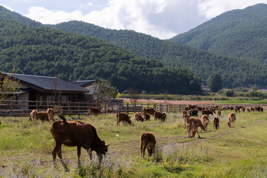 泸沽湖岚岳海子花园丨中国丽江丨Z’scape致舍景观(景观),尚壹扬设计(建筑及室内)-48