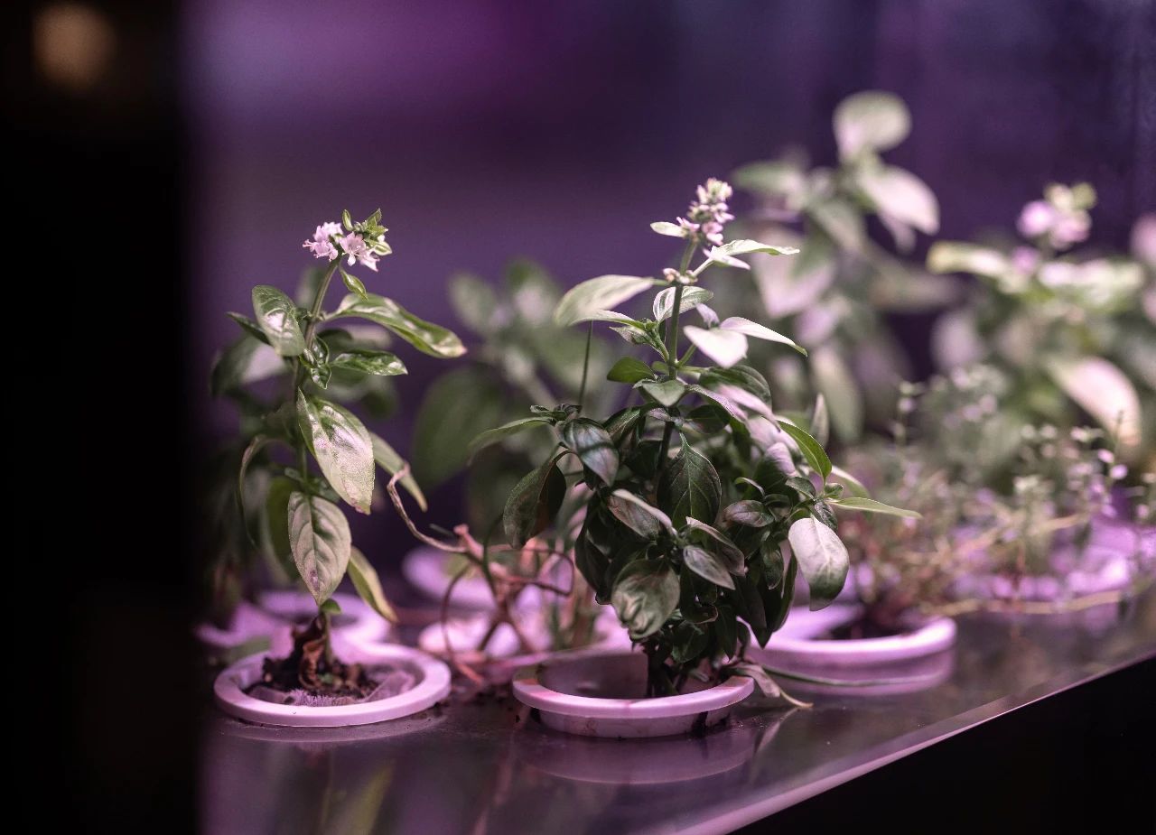 BALANCE BETWEEN LIFE AND NATURE｜抽象北欧森林中的厨电展厅-81