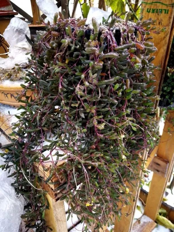 不惑之年，他自己动手建了一座楼顶花园，养花种菜喂鱼……-141