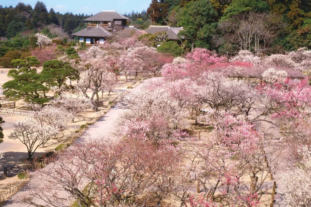 teamLab偕乐园光之祭丨日本-8