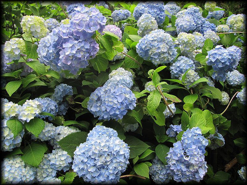 明月院丨日本神奈川-7