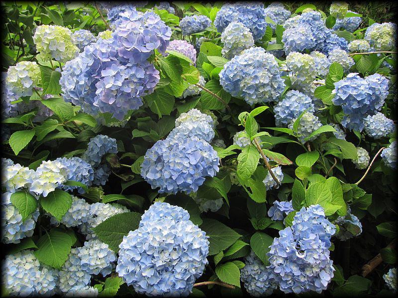 明月院丨日本神奈川-7