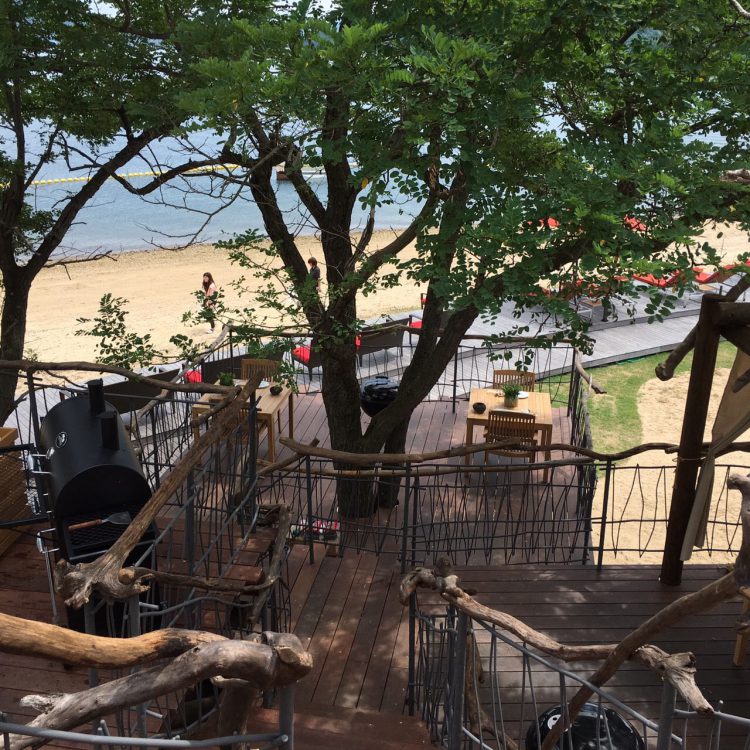 Tree terrace on uninhabited island-8