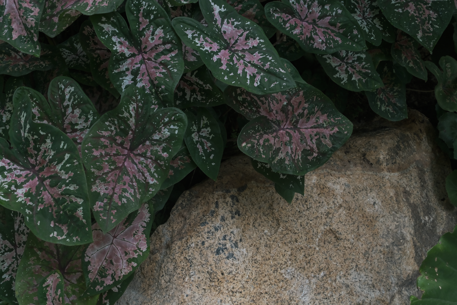 绿城·万宁海语春风丨中国万宁丨杭州九沐景观设计有限公司-59