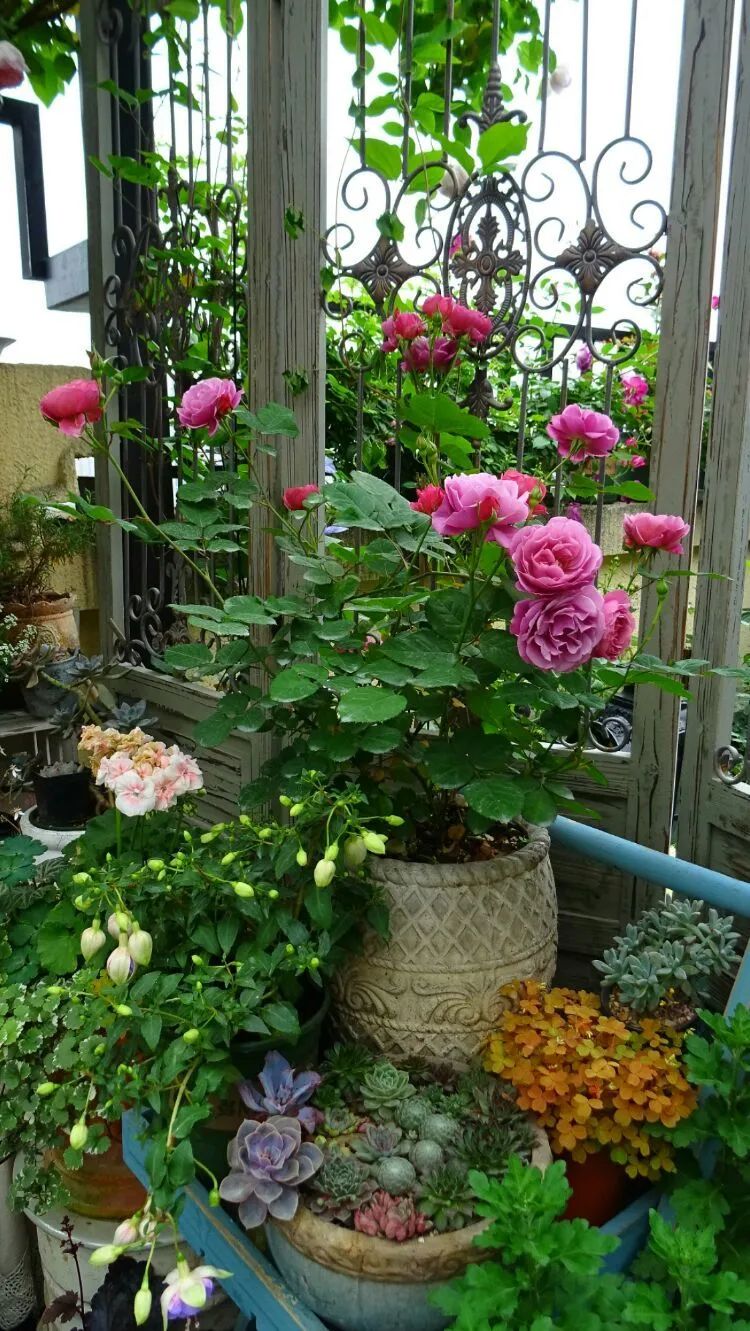 拥有一个这样的小院，人生足矣！-27