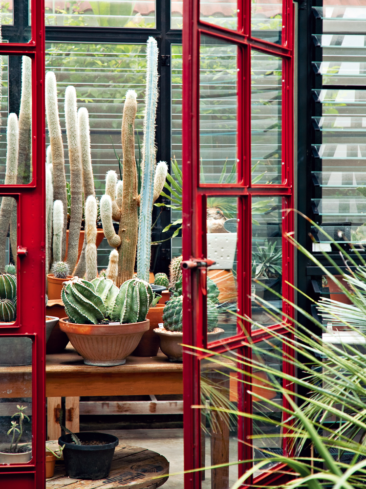 สวนกระบองเพชร ในเรือนกระจกใส ปลูกง่าย ตายยาก - บ้านและสวน-1