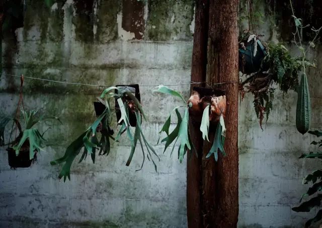 两个小女生，造了一间全镇上最文艺的花房，从此与花草为伴-112