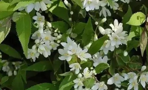 花境设计常用 60 种植物，让花园变得绚丽多彩-56