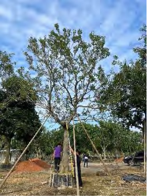 广州中海·左岸澜庭园区丨中国广州丨成都赛肯思创享生活景观设计股份有限公司-75