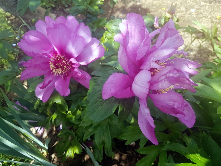 Cairnhill私人花园-9