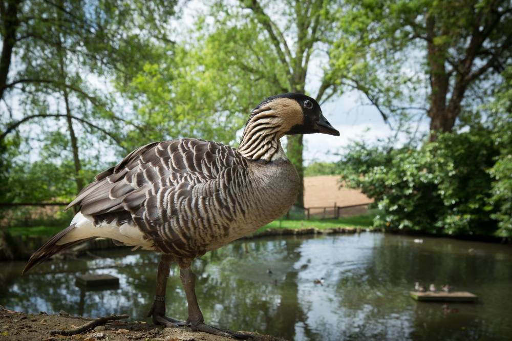 La Ballue城堡花园-10