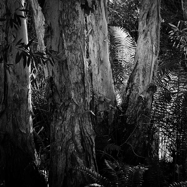 Back Trails 2 - Biripi Country-4