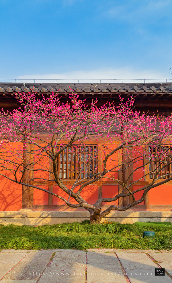 广富林文化遗址公园丨中国上海-73