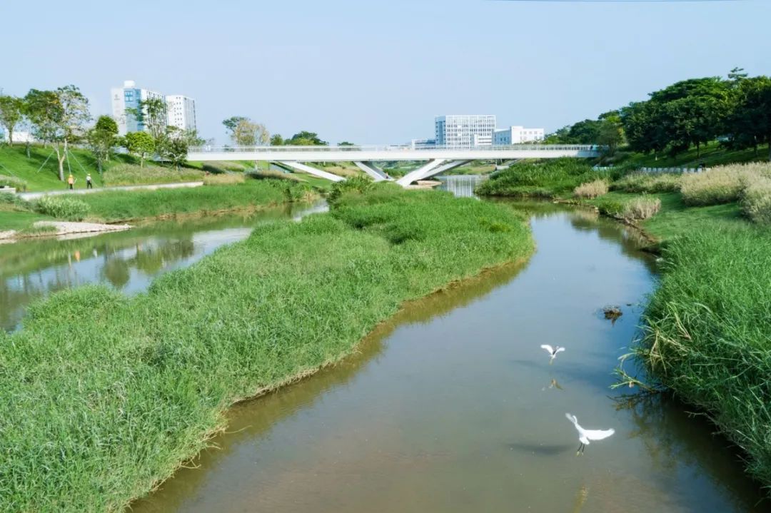 茅洲河碧道·光明段生态修复试点-41