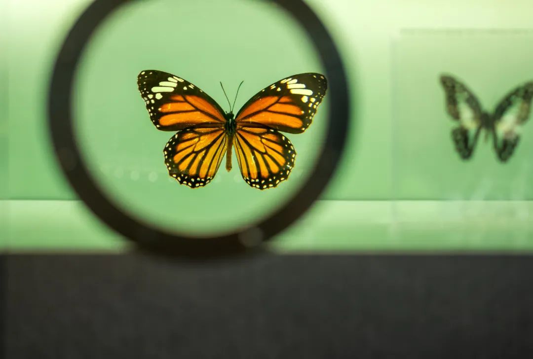 颐和金茂府丨中国北京-82