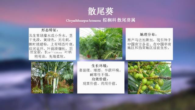 秋凌景观陪伴你学习的第3128天-96