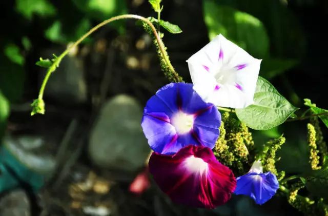 打造惊艳阳台,7 种花卉让空间焕发生机-42