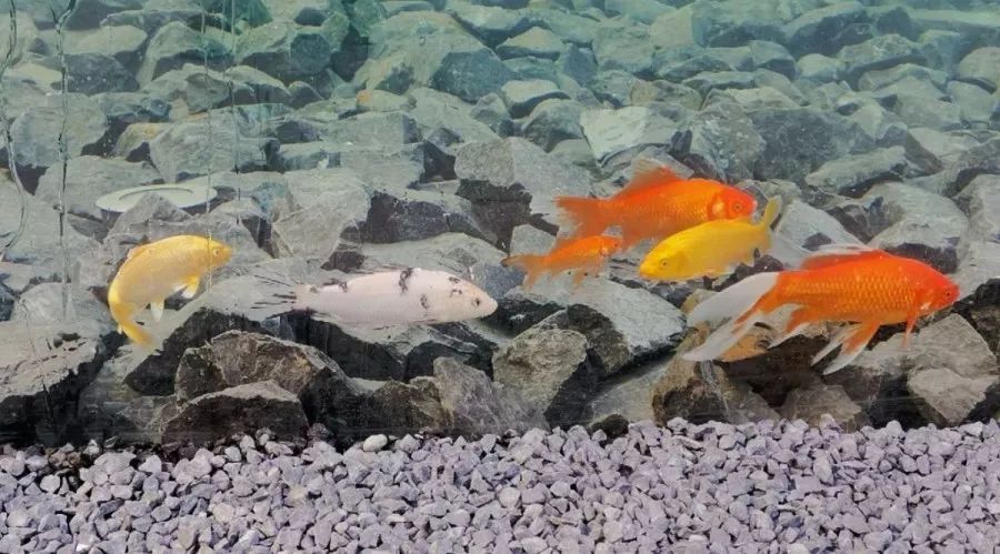 扬州翡翠公园 | 现代风格与自然元素的完美融合-75