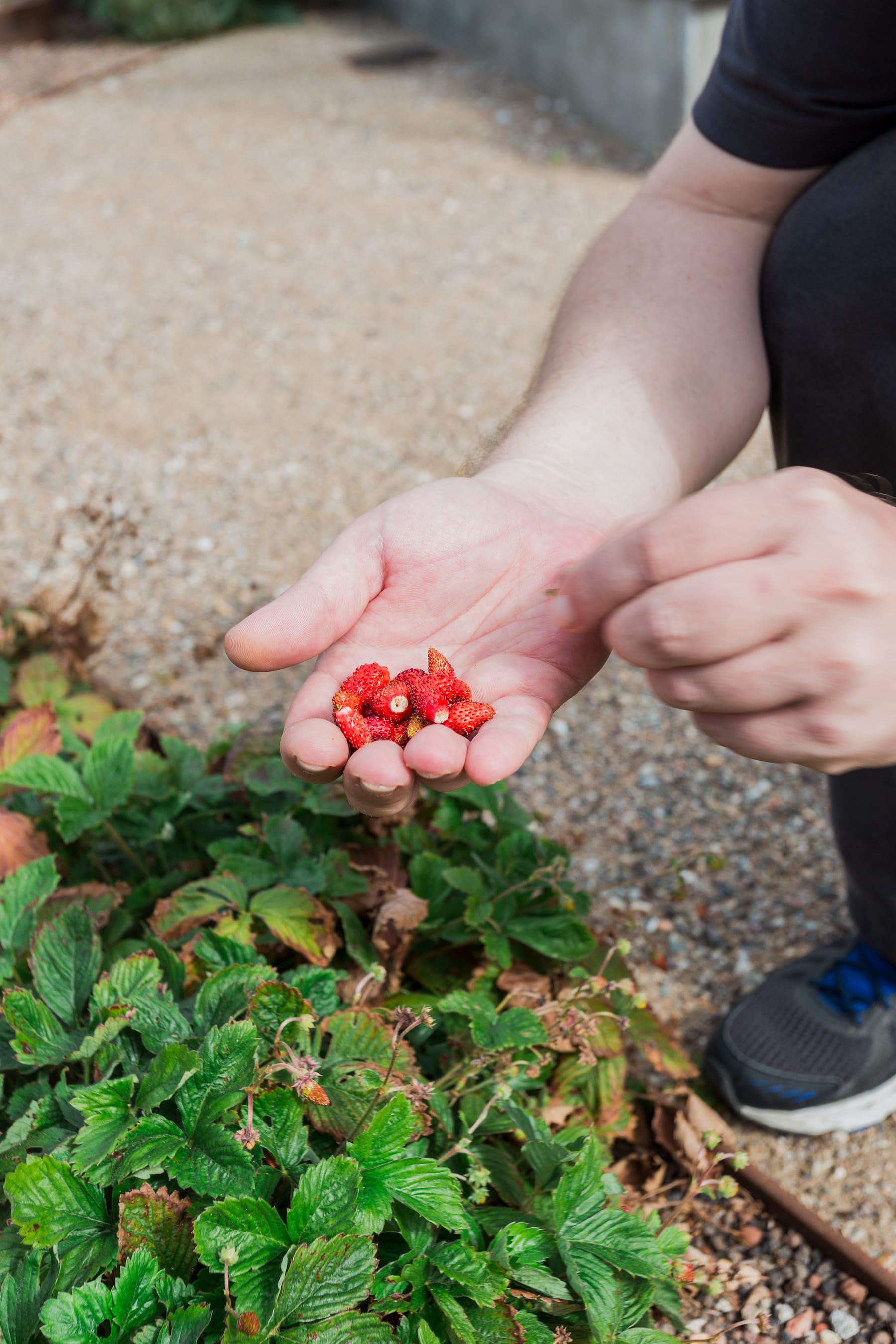 丹麦腓特列斯贝,感官体验治疗屋顶花园-31