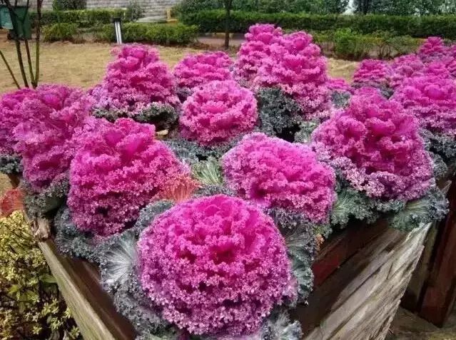 花境设计常用 60 种植物，让花园变得绚丽多彩-170