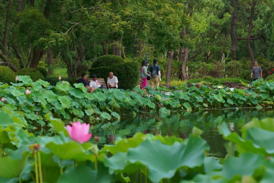 中国园林·理事专栏|“拓”之力量：杨浦公园改造纪实(三)-124