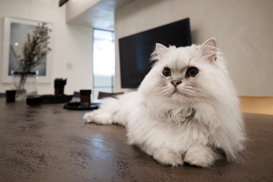 神秘学者之家-13