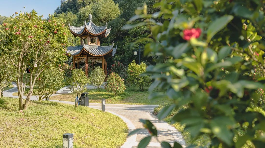 广州增城区山茶属植物主题公园丨中国广州丨棕榈设计集团有限公司-22