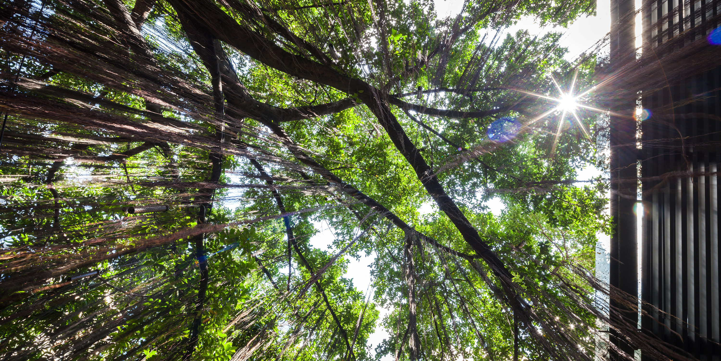 曼谷繁华区的绿色秘境 | 榕树下的 Ad Lib 酒店花园-22