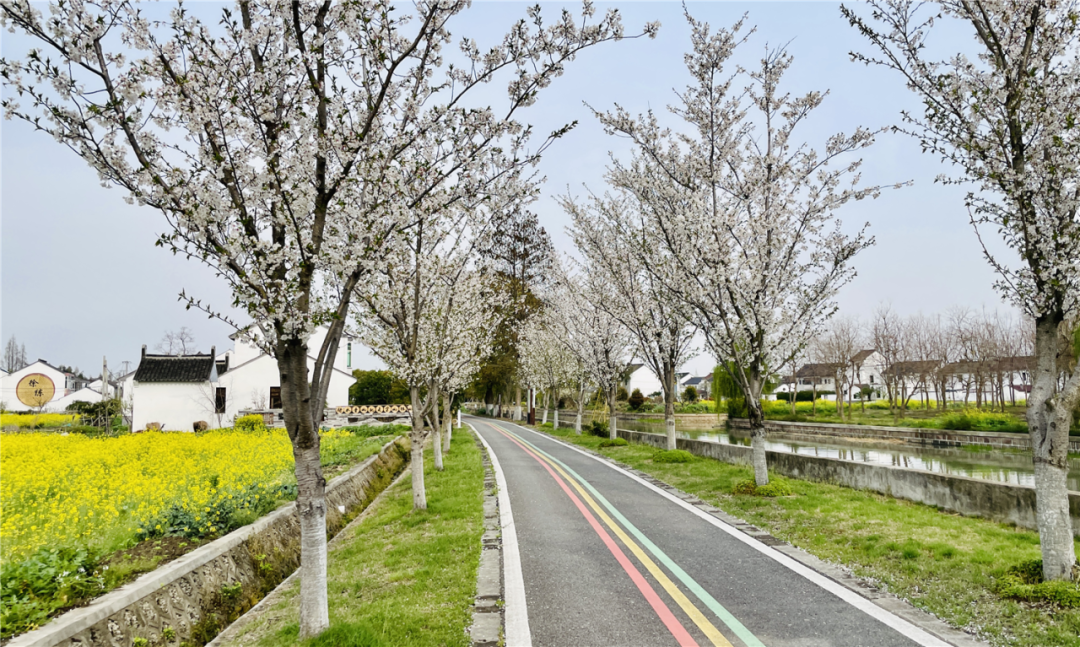 境作|恋“练”春光，“宝藏”踏青地：青浦徐练村，有多好逛？-50