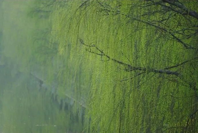 春日新绿,生活的温柔艺术-18