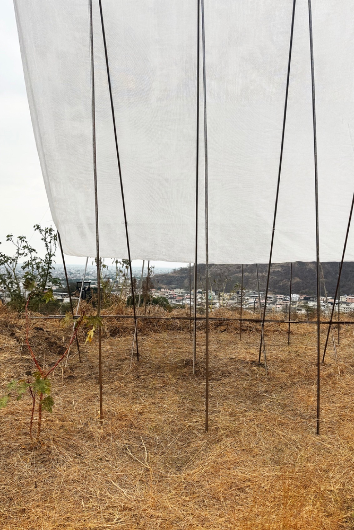 地平线展馆丨厄瓜多尔丨Eletres Studio-39