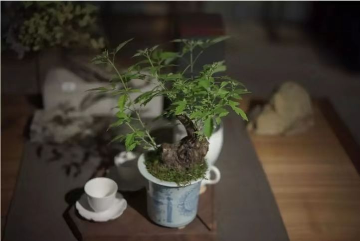 盆景艺术 | 寂静的诗，立体的画-9