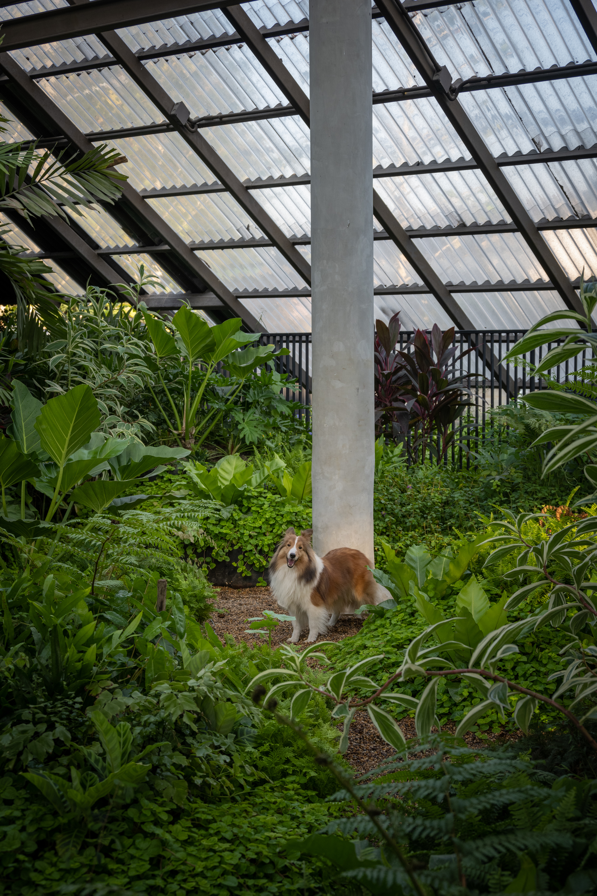 Dog,Human House,EKAR丨泰国佛统-18