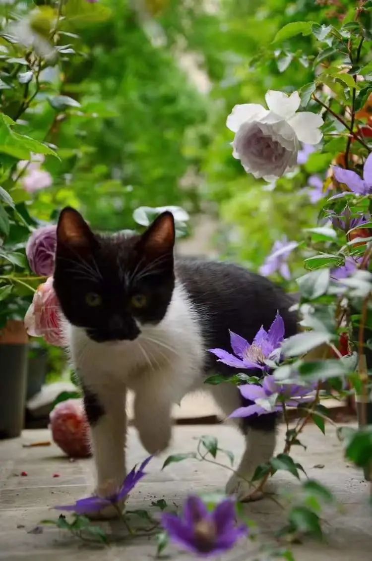 90后夫妻用4年时间，在魔都造了60平米花园，遛狗逗猫，好不惬意~-84