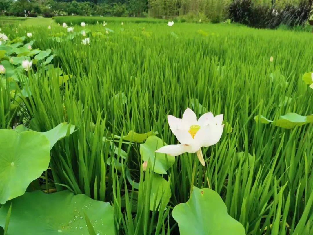 天府水岛林盘依田桃源丨中国成都丨梦景未来DDM-44