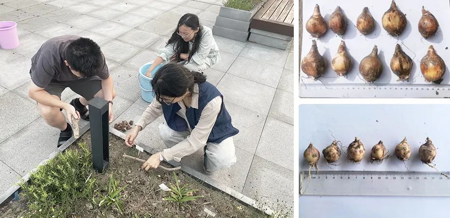 张唐探索|孤芳自赏的勇气——有.园张唐景观屋顶花园一年更新-66