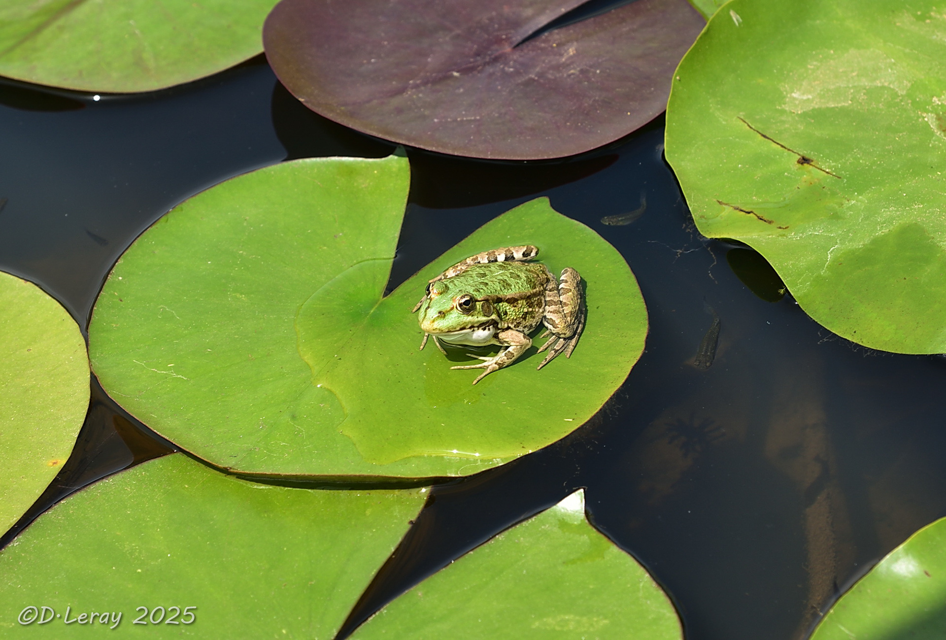 Jardins d'eau Carsac Aillac (24)-4