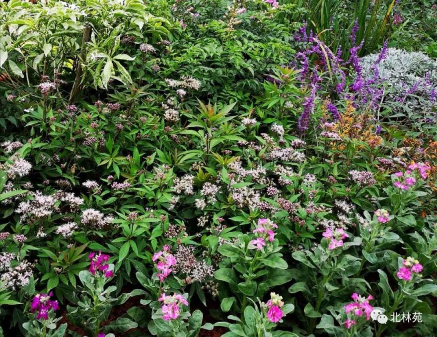 北林苑华南花境实践-10