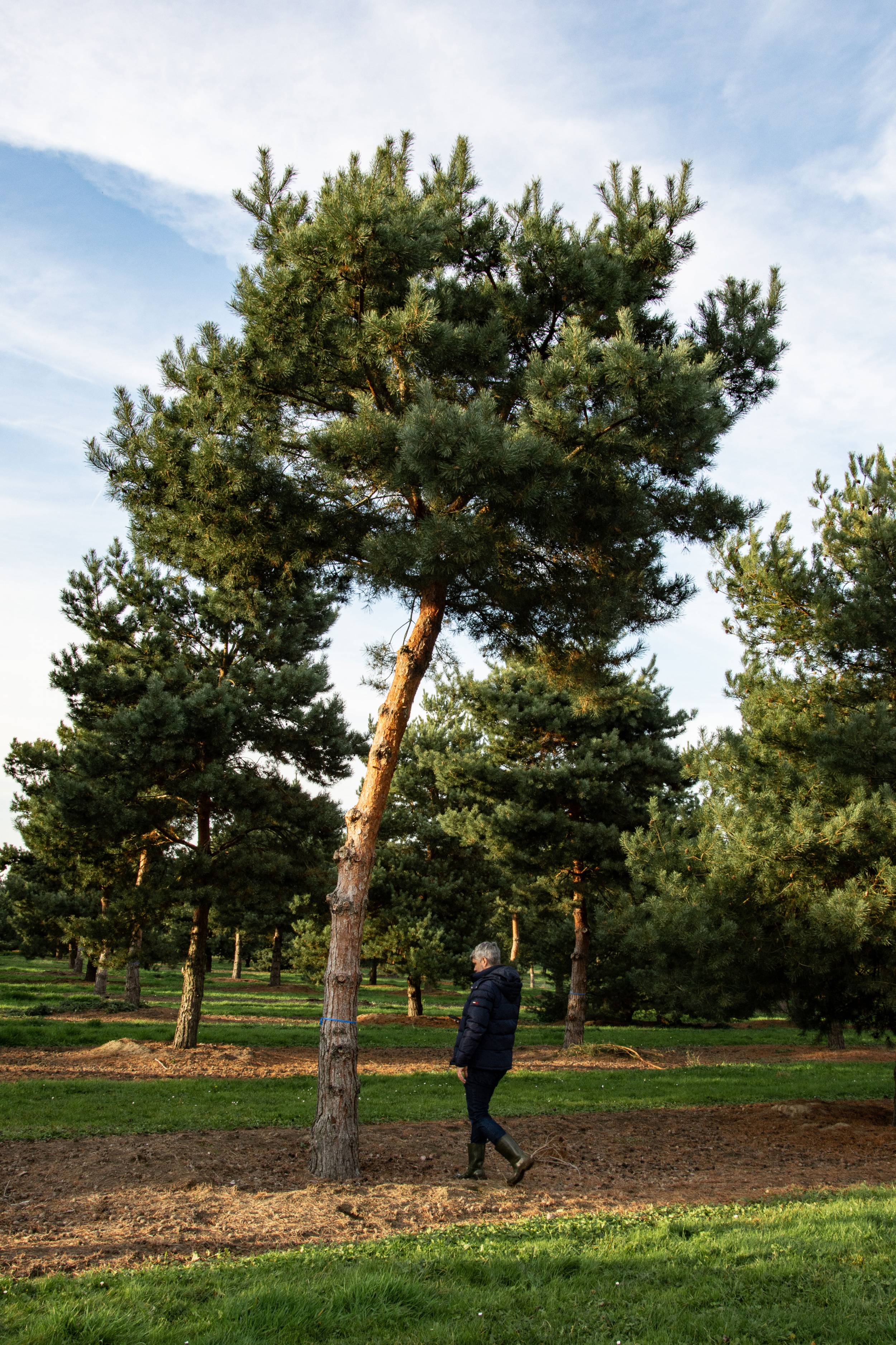 奥运树木种植  未来圣但尼水上中心景观项目丨法国-13