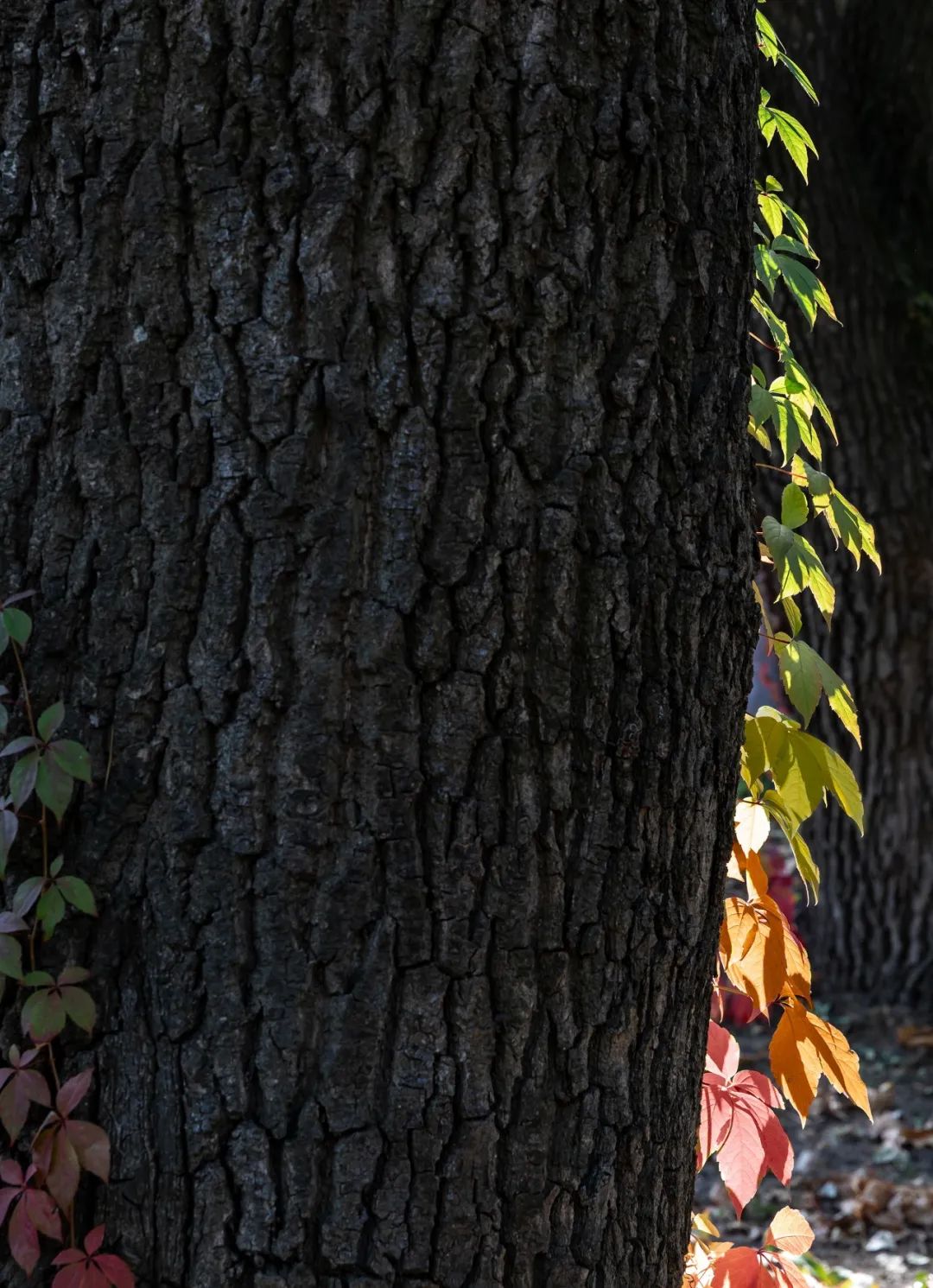 乌克兰 Shkrub 住宅丨Serhii Makhno-33