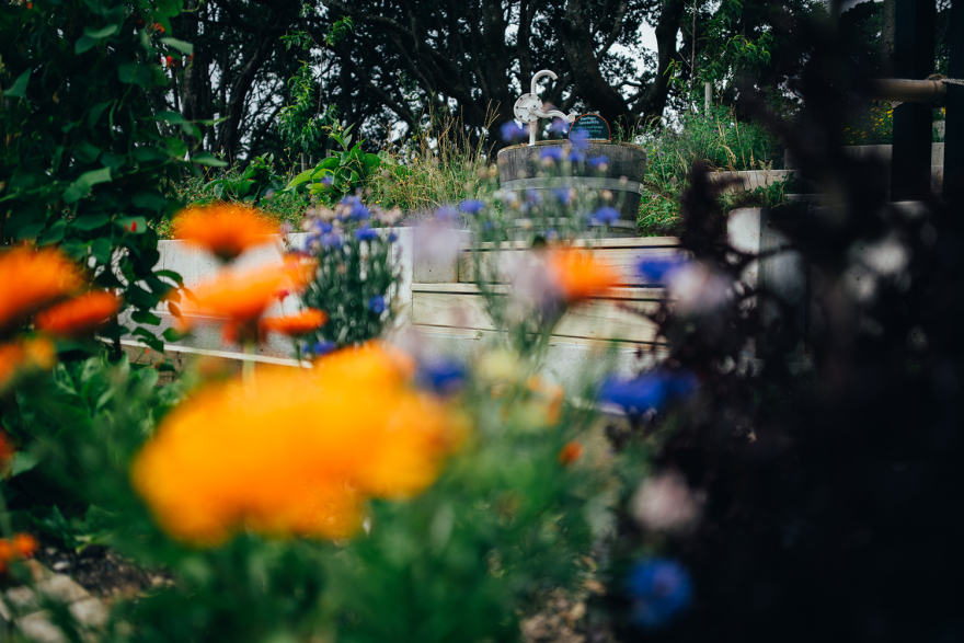 惠灵顿植物园的探索花园——儿童与自然的亲密接触-22
